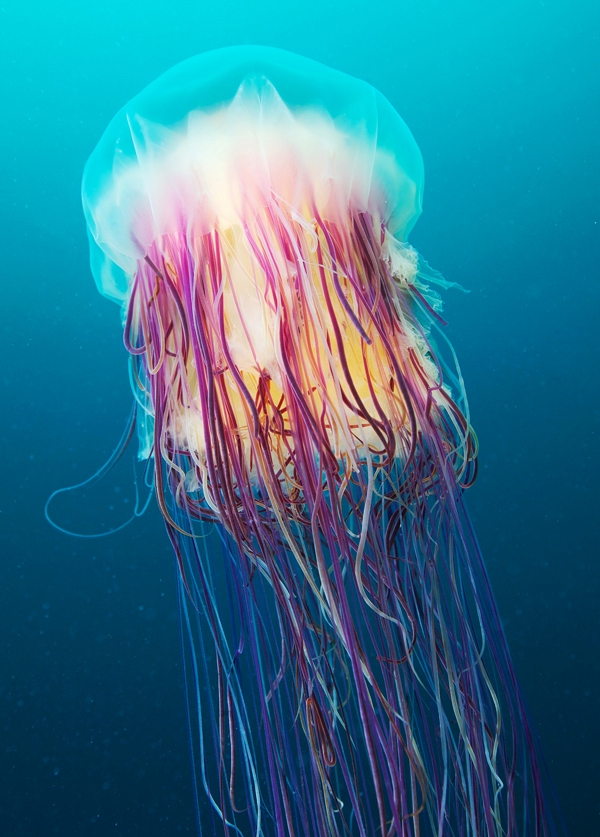 Stunning Underwater Jellyfish Photography by Alexander Semenov