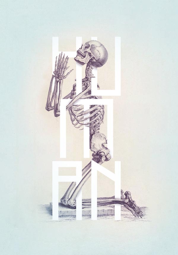 Bone - Anatomy Illustrated