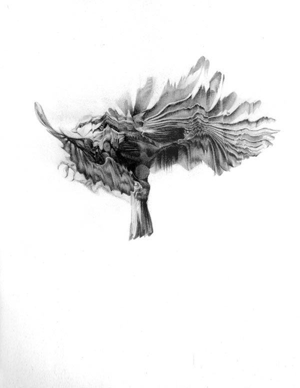 Bird - Pencil and graphite drawing by Von