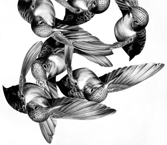 Hummingbirds - Wax Pencil on Paper Drawing by Christina Empedocles