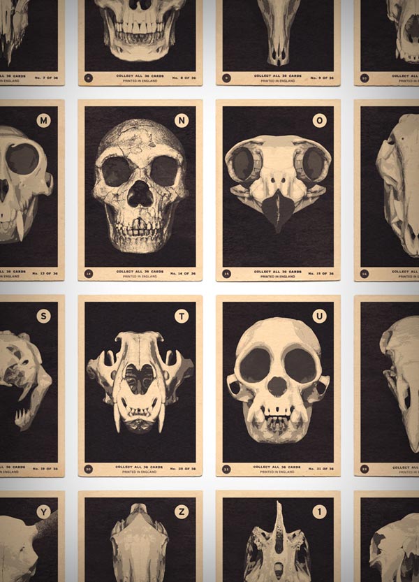 Skulls A to Z - Alphabet Print by 67 Inc - close up