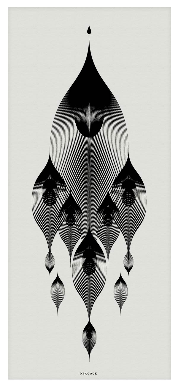 Peacock - Vector Illustration by Andrea Minini