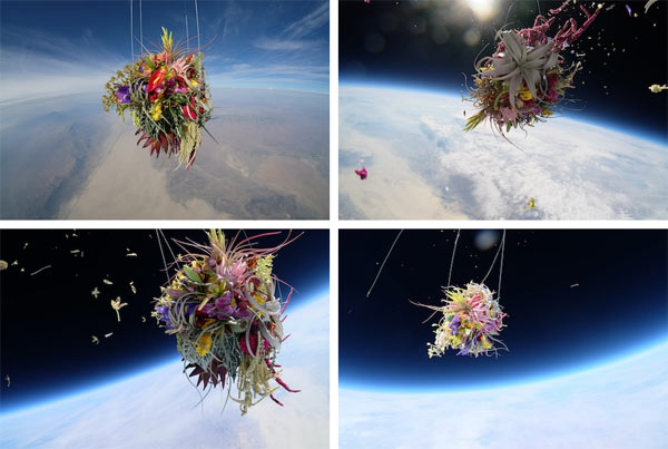 Different views of the plants in space attached to a special helium balloon.