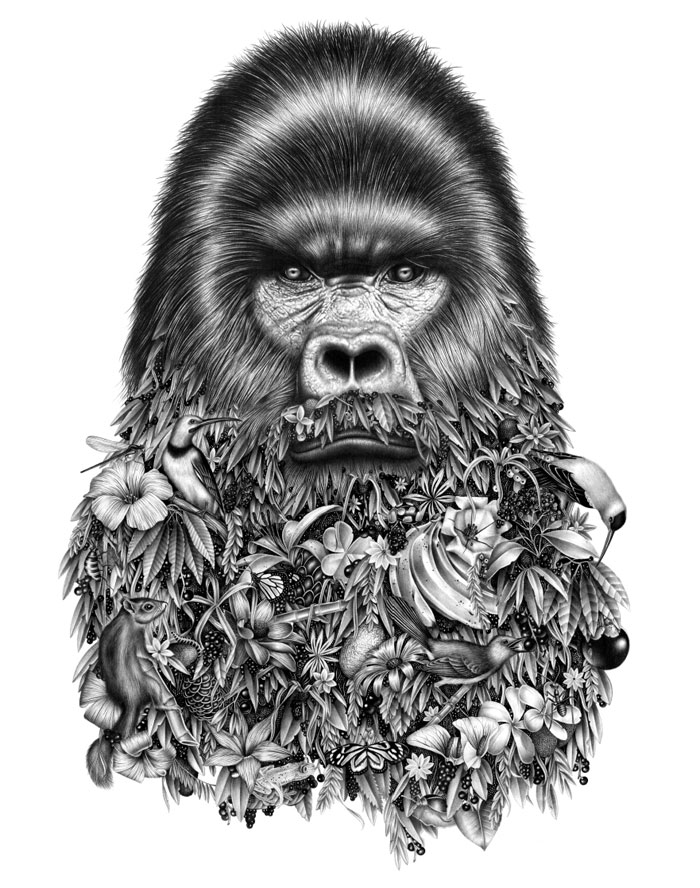 Le Gorille - Pencil illustrations by Violaine & Jeremy.
