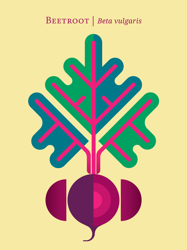 Beetroot – Beta vulgaris – Artworkd from a series of illustrated posters.