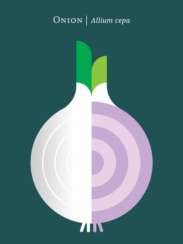 Onion – Allium cepa – poster illustration by Christopher Dina.