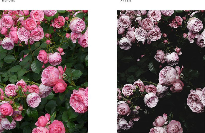 Roses - before and after