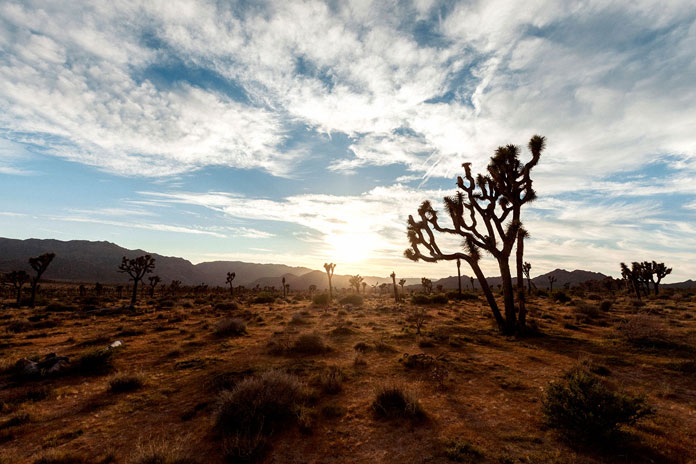 End of day at Joshua Tree.