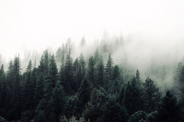 Foggy forest.