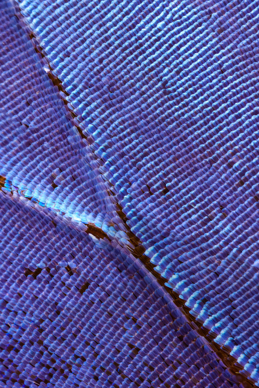Blue Peruvian Morpho Didius