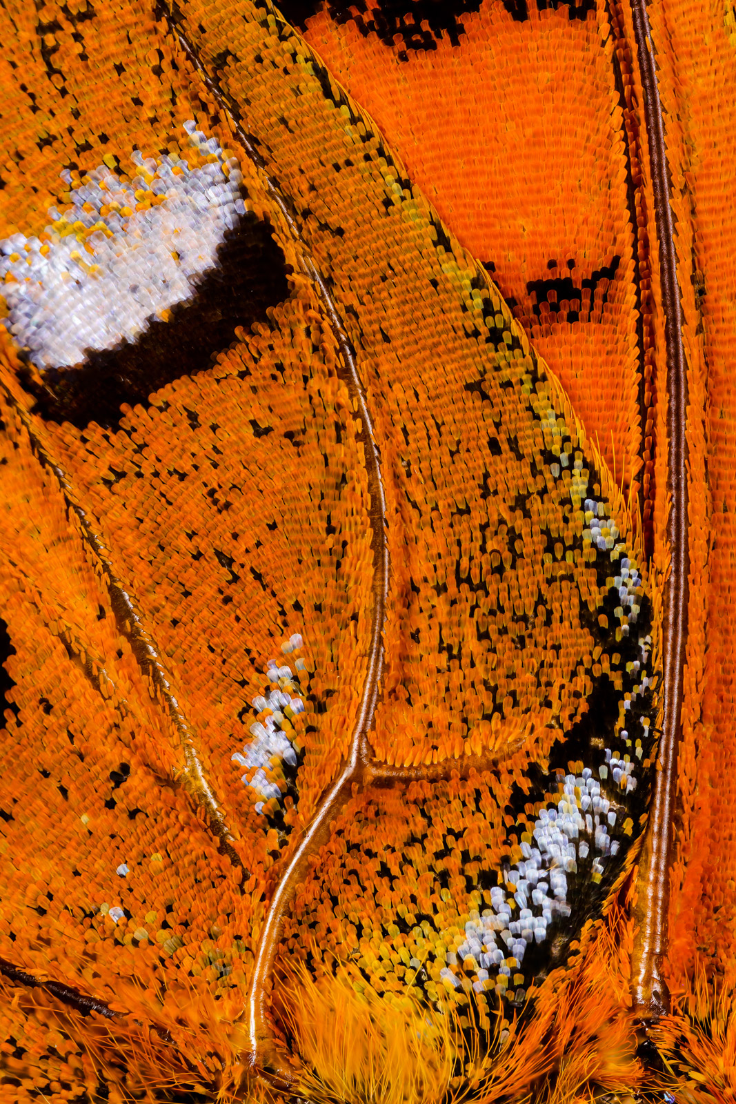 Butterfly wings macro photography by Chris Perani
