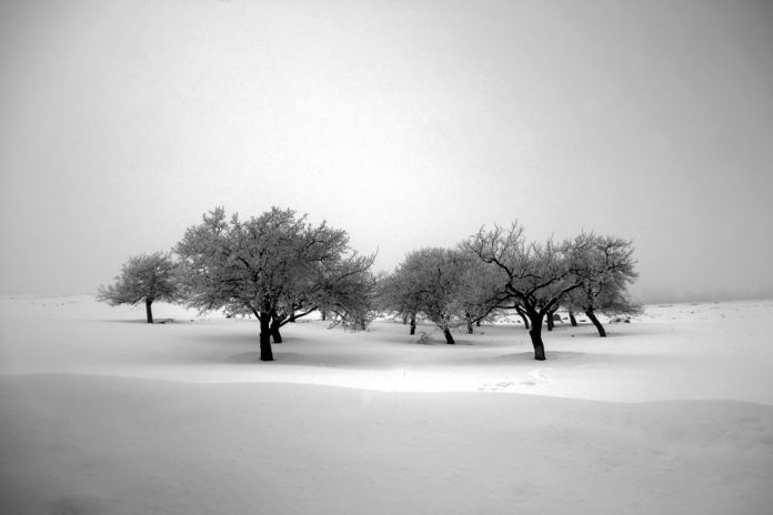 The Tree photo project by Ali Shokri.