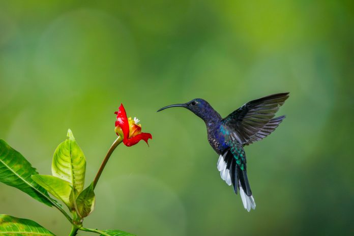 Colibri au Costa Rica.