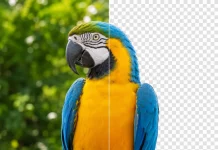 How Do You Remove a Background in Photoshop or Luminar? Background removal in Adobe Photoshop and Luminar.
