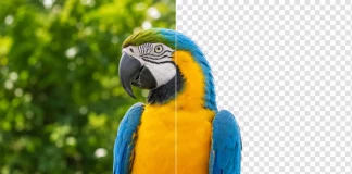Background removal in Adobe Photoshop and Luminar.